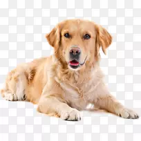 金猎犬拉布拉多猎犬小狗边境牧羊犬：选择，照顾，营养，养育，训练，健康，繁殖，运动和玩-金毛猎犬指南