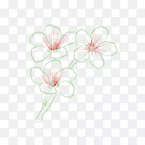花卉设计切花植物茎-如何画皇后