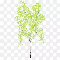 桦树绘制图像png图片gimp-板栗树