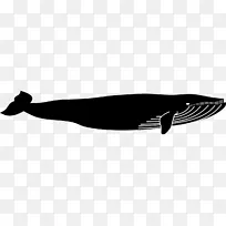海洋鲸目蓝鲸脊椎动物鲸鳍的绘制