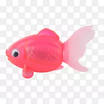 金鱼塑料-金鱼透明