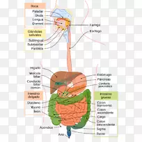 胃肠道消化生理学人体消化系统-人类消化系统
