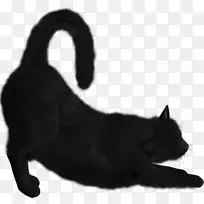 孟买猫挪威森林猫暹罗猫剪贴画-小猫
