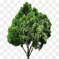 png图片剪辑艺术针叶树图像树.3D树