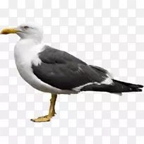 欧洲鲱鱼鸥鸟png图片加州海鸥红嘴鸥鸟