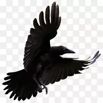 png图片剪辑艺术普通乌鸦的大脑：乌鸦，喜鹊和乌鸦的智力