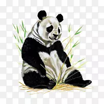 大熊猫画册插图画北京动物园-熊凳子