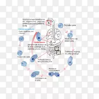 溶组织内阿米巴滋养体阿米巴囊肿生物生命周期阿米巴