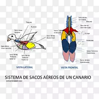 气囊鸟呼吸系统呼吸鳃鸟