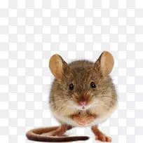 家鼠仓鼠沙鼠米兹拉姆：陛下的老鼠-老鼠
