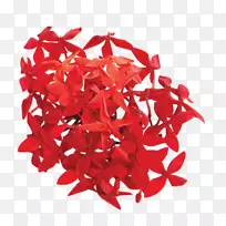 马尾藻红花花瓣艺术-洋甘菊花提取物