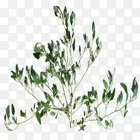 嫩枝中草药植物茎叶-草根
