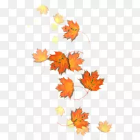 枫叶秋食用菌-秋季
