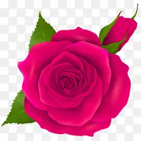 剪贴画png图片玫瑰图像透明度-玫瑰
