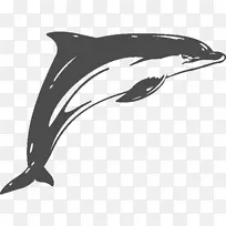 普通宽吻海豚车粗齿海豚短喙普通海豚贴纸