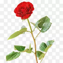 花园玫瑰，卷心菜，玫瑰图像，png图片，红色含羞草花