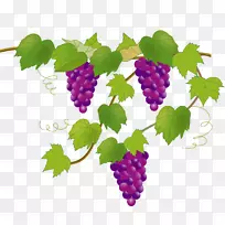 葡萄插画图片水果葡萄