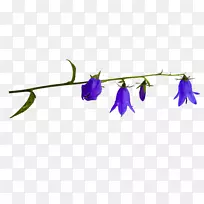 八角花科八角花叶植物茎紫花苜蓿