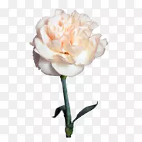 花园玫瑰Цветочныймагазин演播室花束切花