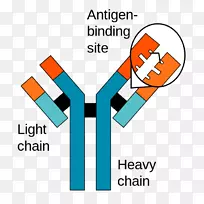 抗原抗体相互作用免疫系统单克隆抗体-地质达尔文
