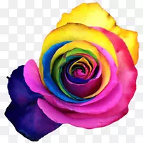 彩虹玫瑰花园玫瑰卷心菜花瓣切花彩虹玫瑰