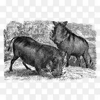 普通疣猪牛动物群-猪