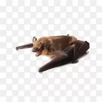 小棕蝙蝠大棕蝙蝠灭虫器公司。屋蝙蝠