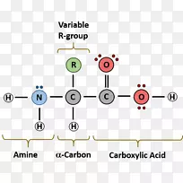 大分子单体图核酸生物分子-期刊书写格式示例