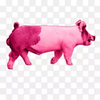 肉牛粉红鼻子-猪