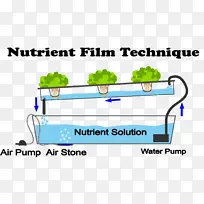 营养膜技术，水培园艺，水培-水培箱蔬菜
