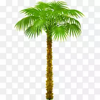 剪贴画棕榈树png图片图像桌面壁纸-树