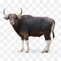 牛栏形象家牦牛皇室-免牛
