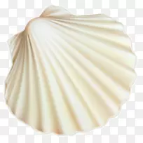 贝壳png图片剪辑艺术图片白色贝壳