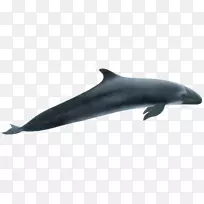 粗齿海豚普通宽吻海豚图库溪白嘴海豚png图片-鲸鱼