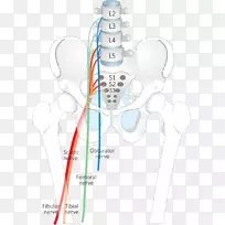 皮部神经梨状肌综合征解剖面综合征-手动治疗