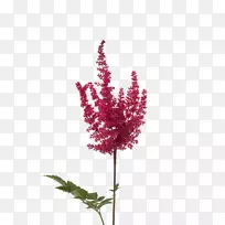嫩枝切花植物茎粉红色m花期植物-红色小枝