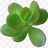 植物組合盆栽:拈花惹草過生活肉质植物槟榔叶植物