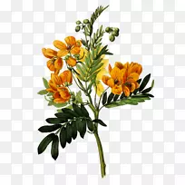 植物学插图柯蒂斯的植物学杂志植物版画-花