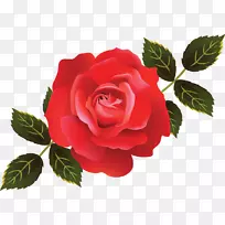 花园玫瑰，卷心菜，玫瑰，土坯插图，土坯系统，土坯Photoshop-白色玫瑰插图