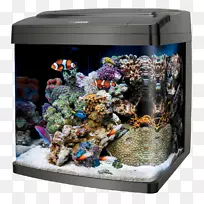 珊瑚带领生物立方体32礁水族馆珊瑚生物立方体大小14生物立方体站29/32水族箱水培