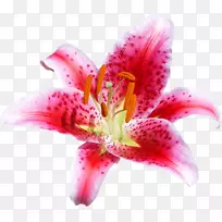 切花百合珊瑚png图片花卉设计