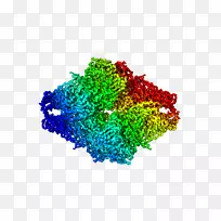 低温电子显微镜β-半乳糖苷酶电子显微镜蛋白质透射电镜金原子图