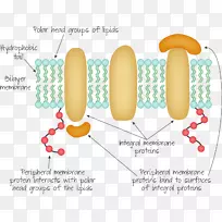 外周膜蛋白整合膜蛋白生物膜细胞膜被动式血痕：