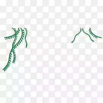 小枝夹艺术叶植物茎插图.儿童插画