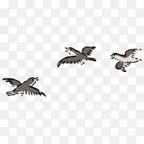 鸟类飞行剪辑艺术鸟类飞行开放部分-鸟