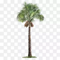 西果棕榈，苏铁棕榈树，墨西哥扇棕榈