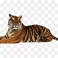 猫科孟加拉虎png图片剪辑艺术狮子