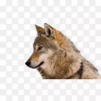 剪贴画欧亚狼摄影北极狼-孤独的狼的背景