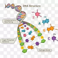 dna人类基因组计划单核苷酸多态性rna-dna结构