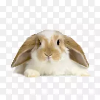 LOP兔桌面壁纸家用兔子晒黑兔-兔